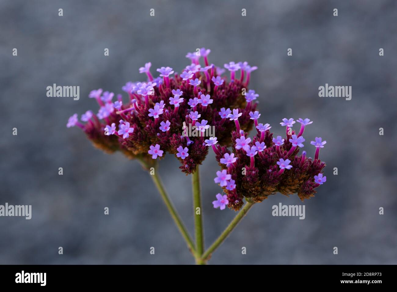 Fleur De Purpletop Vervain (Verbena Bonariensis) Banque D'Images