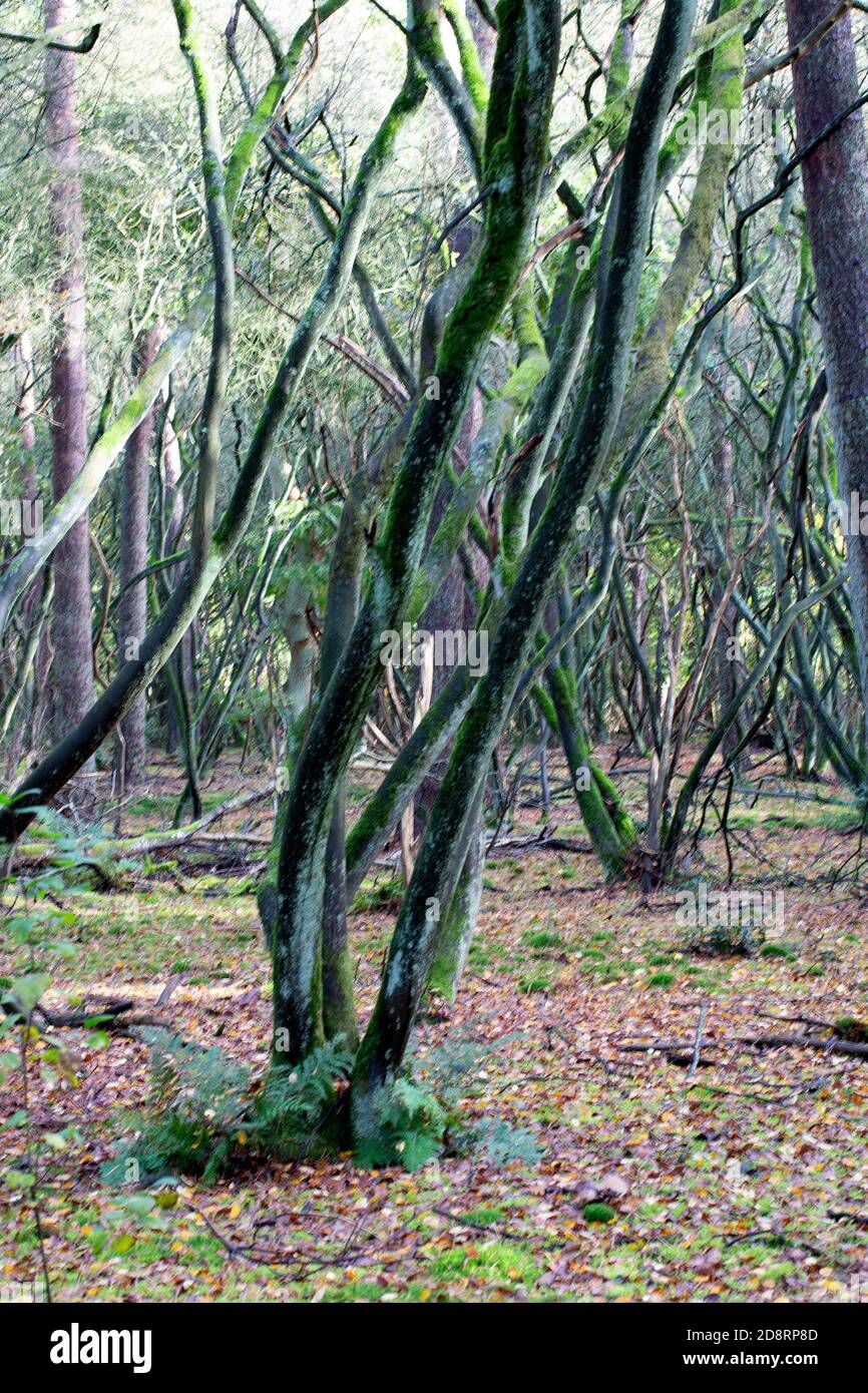Dansant des arbres dans le Speulderbos hollandais ; flou de mouvement Banque D'Images