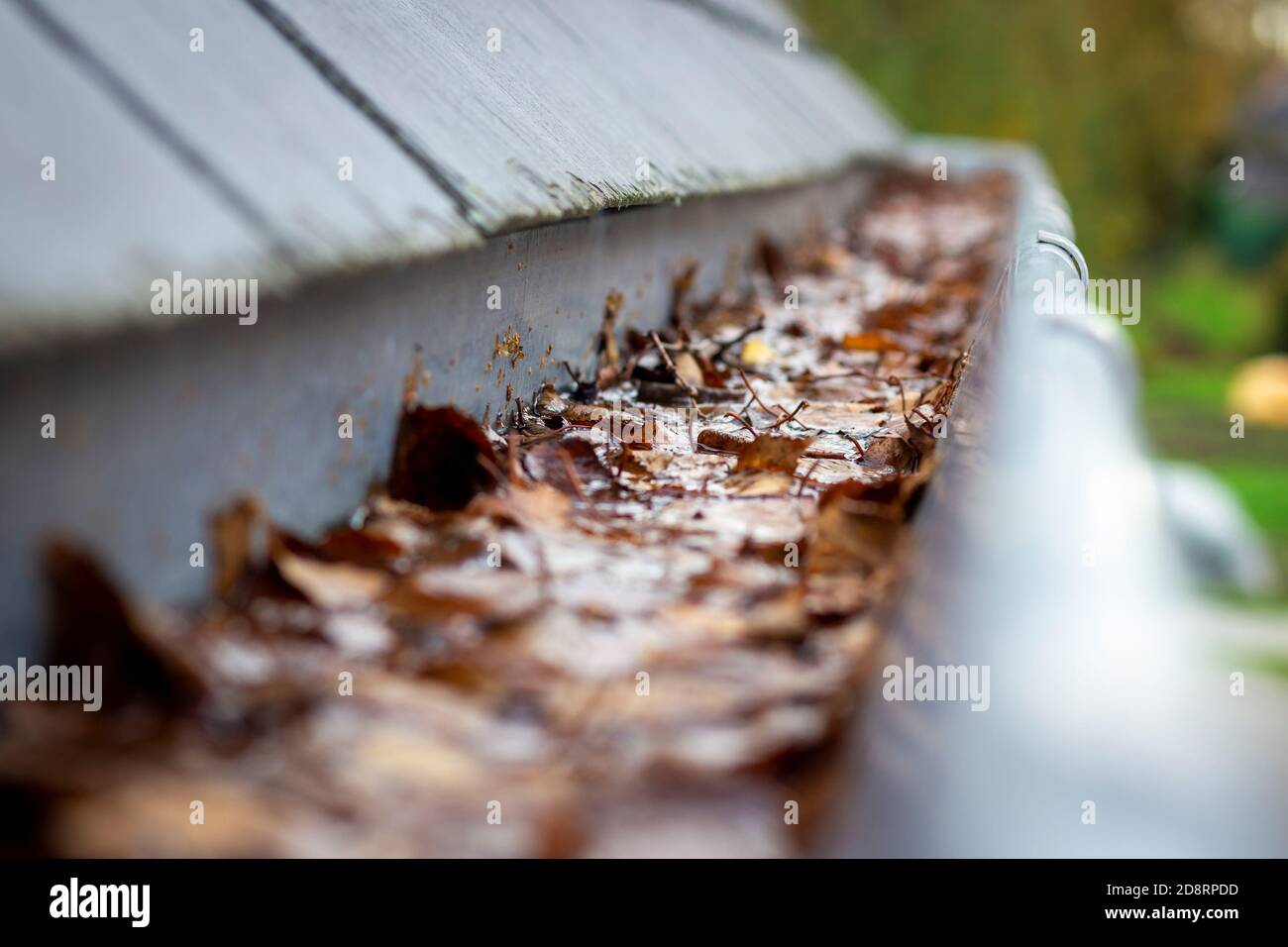 Un portrait d'une gouttière de toit bouché par de nombreuses feuilles d'automne tombées accrochées à un toit en ardoise. Il s'agit d'une corvée annuelle typique pendant ou après l'automne au cycle Banque D'Images