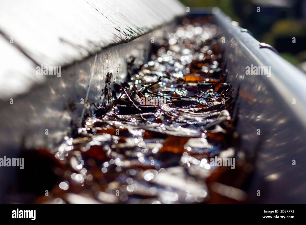 Un portrait de l'intérieur d'une gouttière encombrée d'un toit en ardoise. La gouttière est pleine de feuilles tombées pendant l'automne, obstruant la sortie pour l'eau. Un Banque D'Images