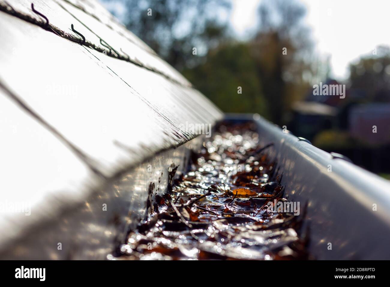 Un portrait d'une gouttière de toit bouché par de nombreuses feuilles de chute tombées pendant d'un toit en ardoise. C'est une corvée annuelle typique pendant ou après l'automne au cycle Banque D'Images