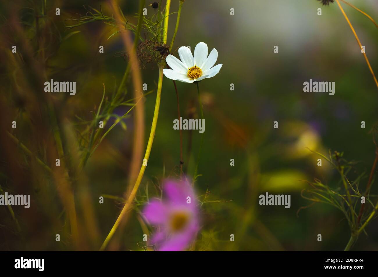 Belle photo d'une fleur avec un magnifique arrière-plan flou Banque D'Images