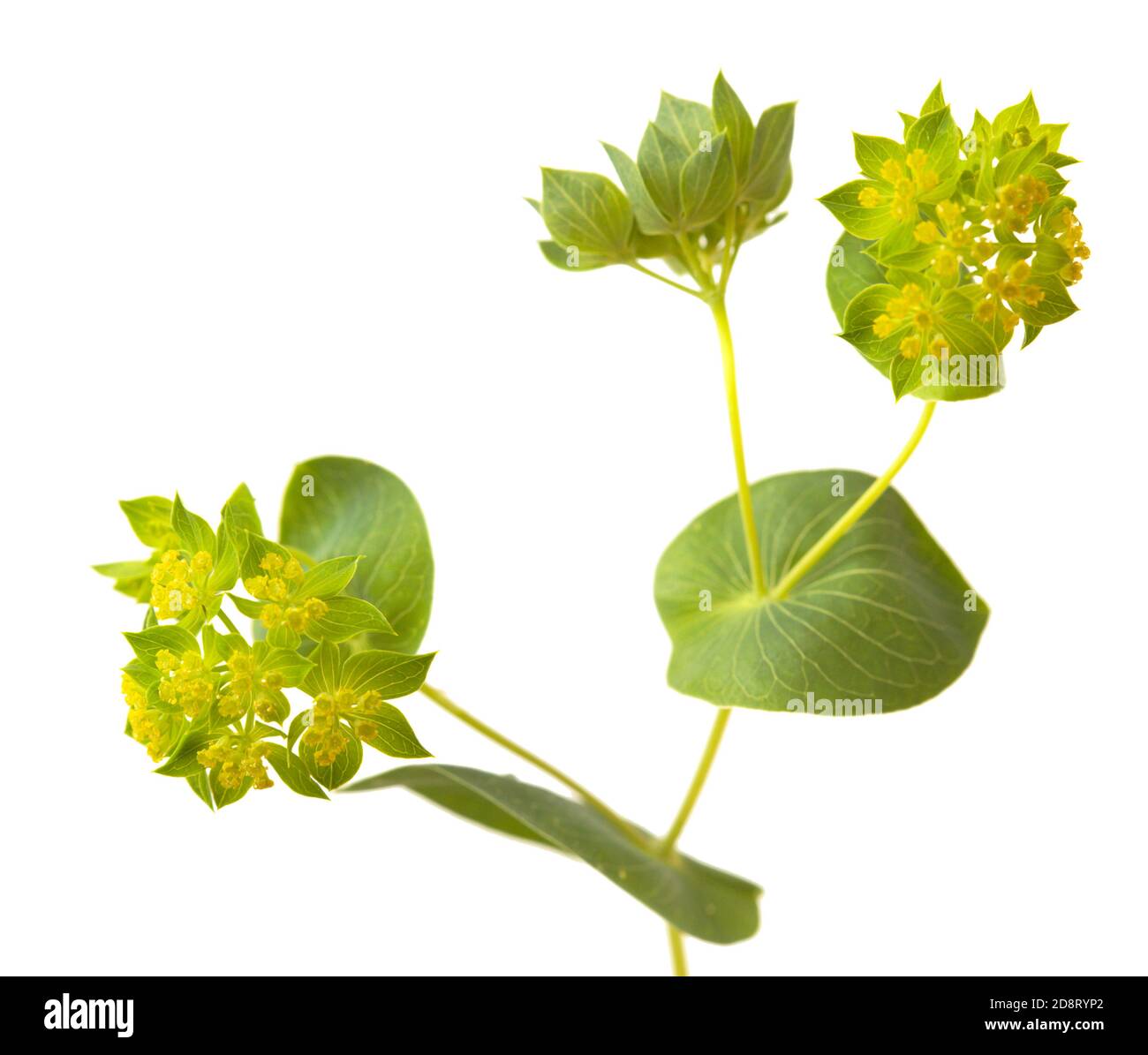 Bupleurum rotundifolium, oreille de lièvre ou branche d'épi de chien ...