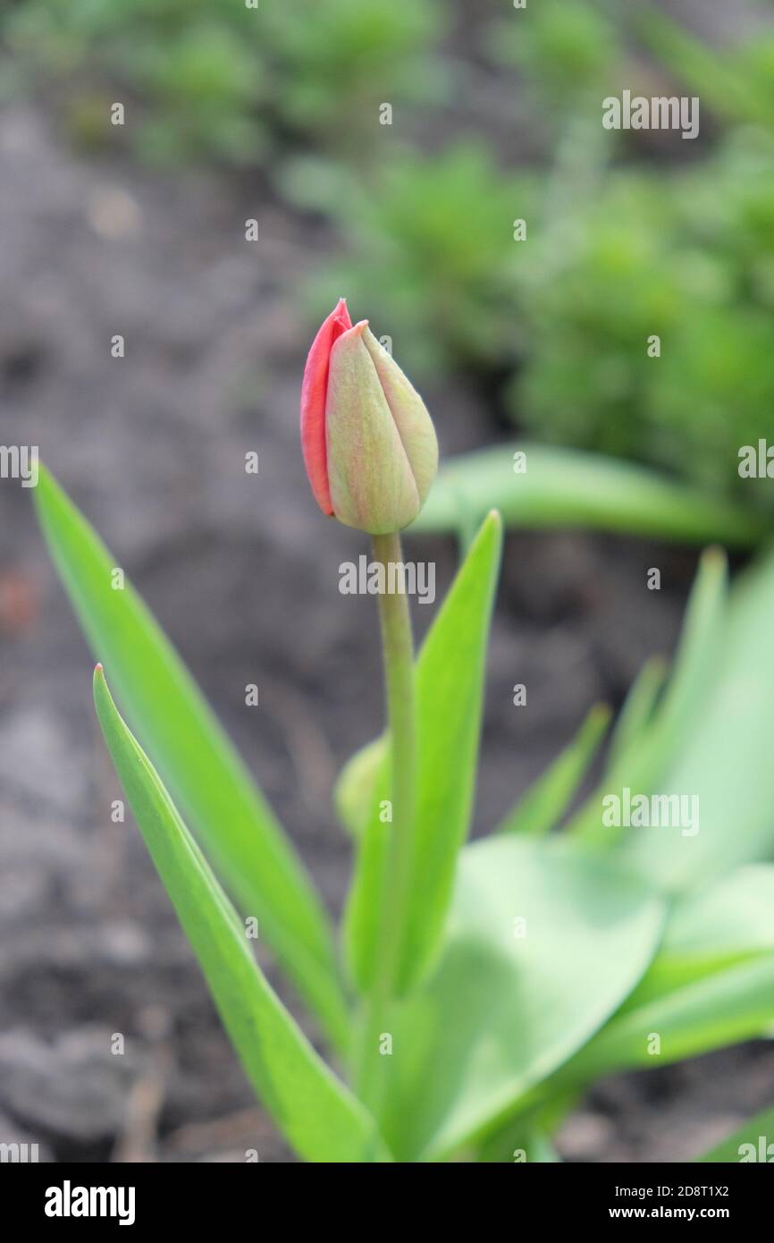 Petit bourgeon de fleur de tulipe. Fleur de printemps sur fond flou. Banque D'Images