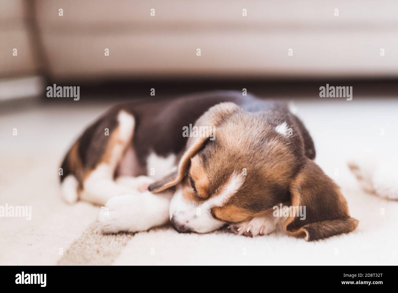Mignon petit beagle chiot dormant sur le sol Banque D'Images