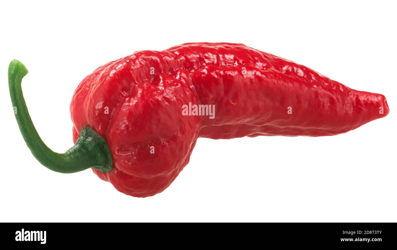 Bhut Jolokia piment fantôme (Capsicum frutescens x Capsicum chinense hybride), une seule gousse isolée Banque D'Images