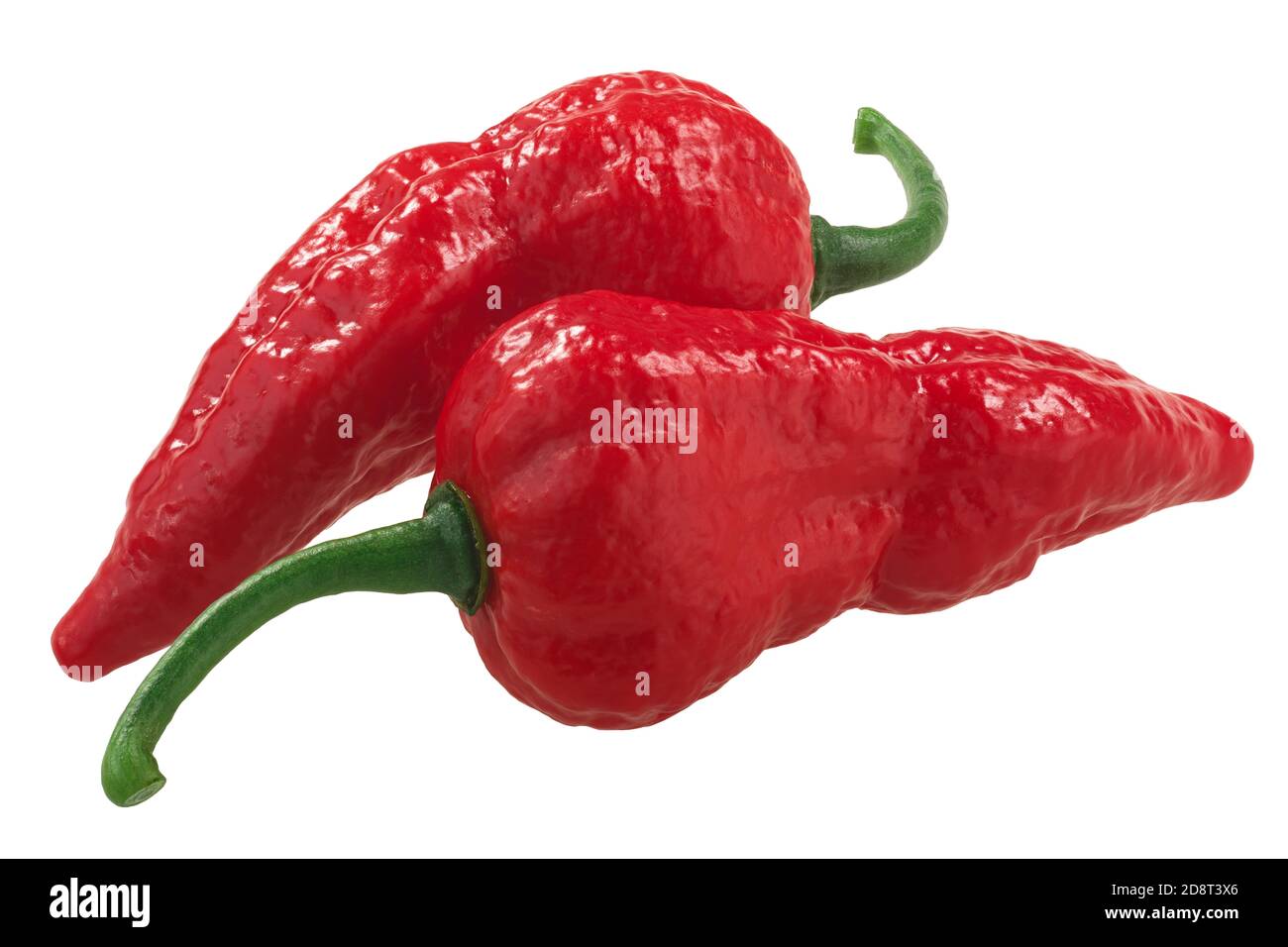 Bhut Jolokia piments fantômes (Capsicum frutescens x Capsicum chinense hybride), isolés Banque D'Images