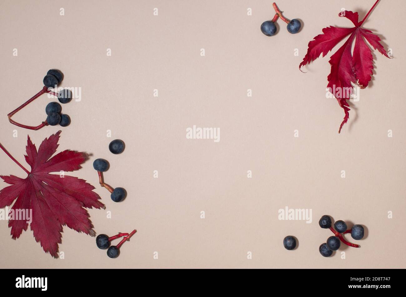 Cadre avec feuilles rouges sèches et baies noires sur fond beige. Flat lay, vue de dessus. Automne, automne concept. Banque D'Images
