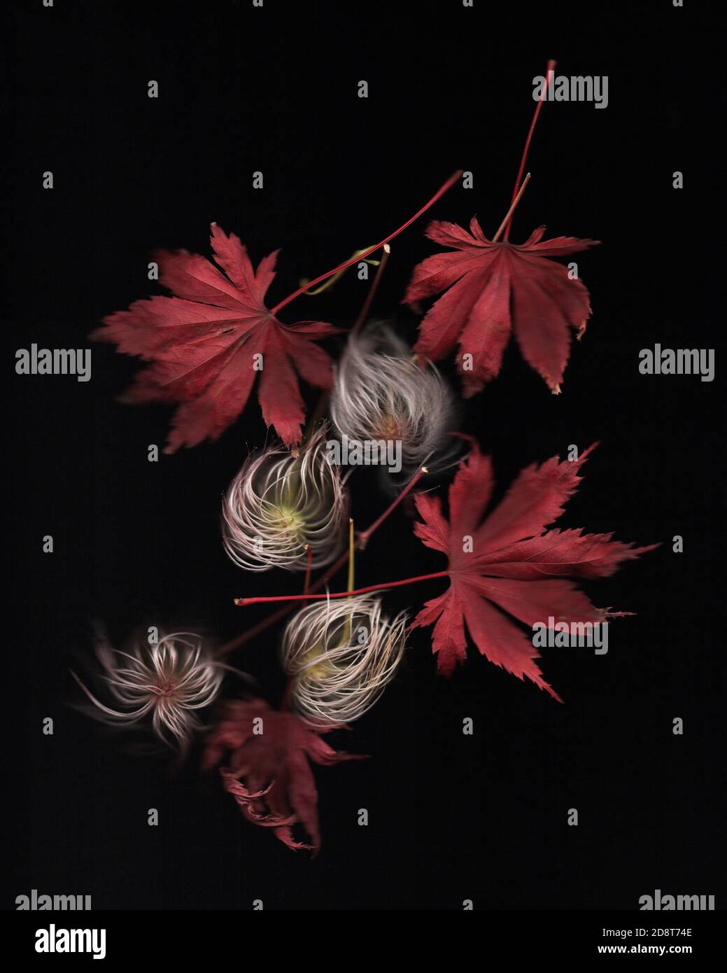 Composition d'automne avec feuilles rouges sèches sur fond noir. Flat lay, vue de dessus. Automne, automne concept. Banque D'Images