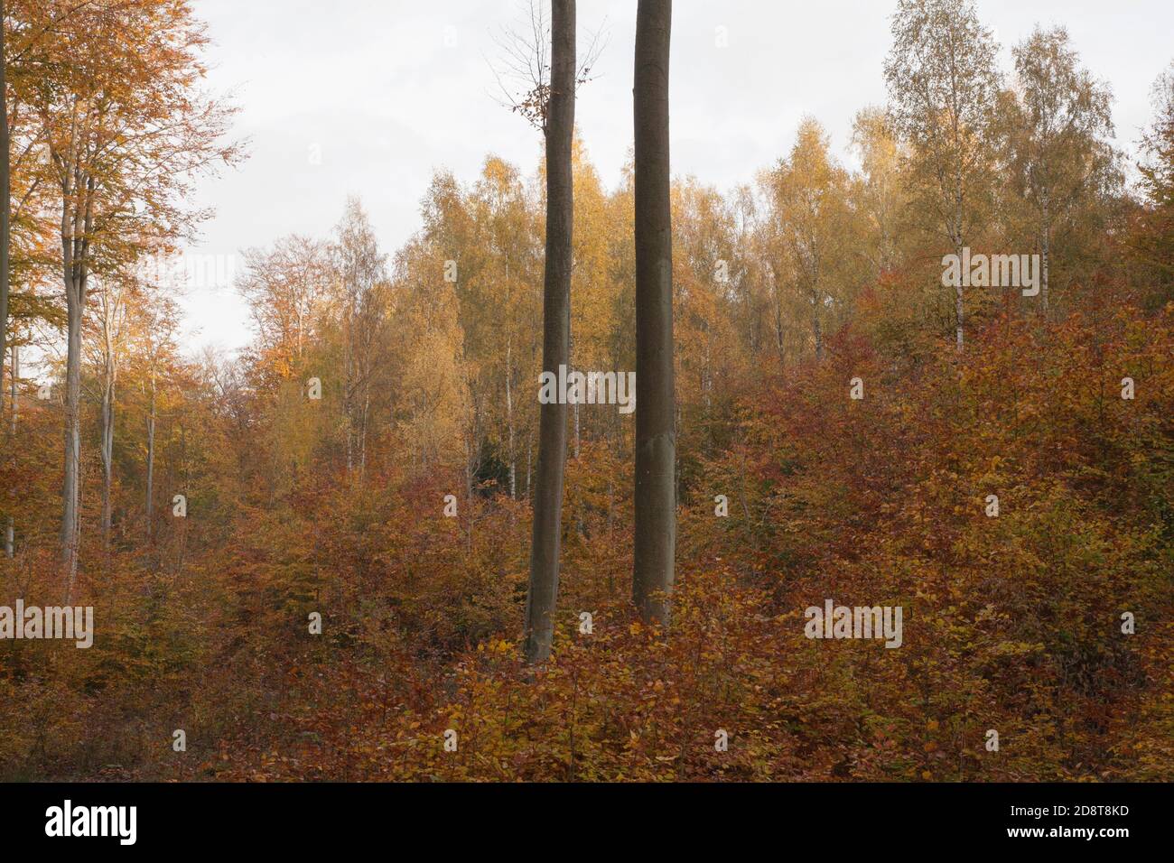 Automne dans une forêt polonaise - Jesień Banque D'Images