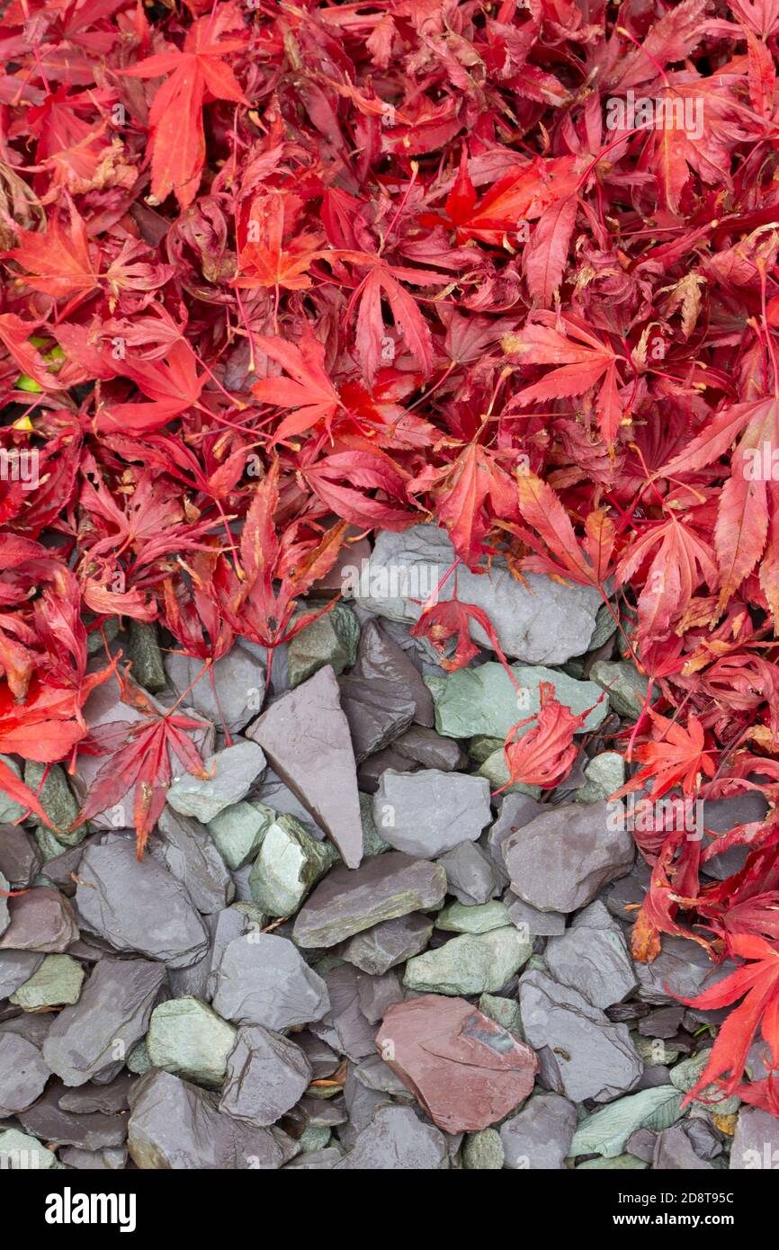 Acer Japanese Maple laisse sur un chemin gris ardoise. Automne automne saison des chutes de feuilles Banque D'Images