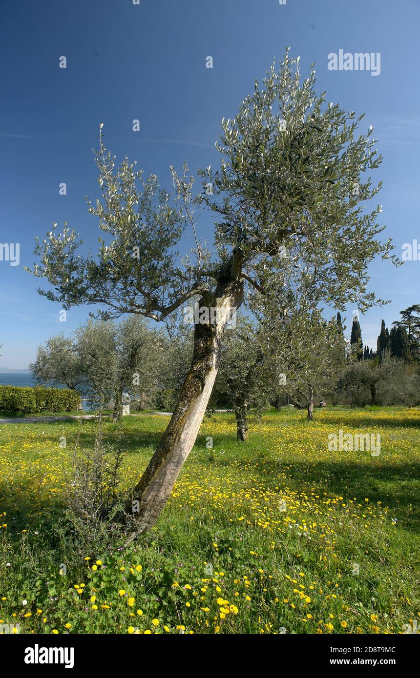 Sirmione (BS), lago di Garda, una pianta d'olivo nel mese di marzo Banque D'Images