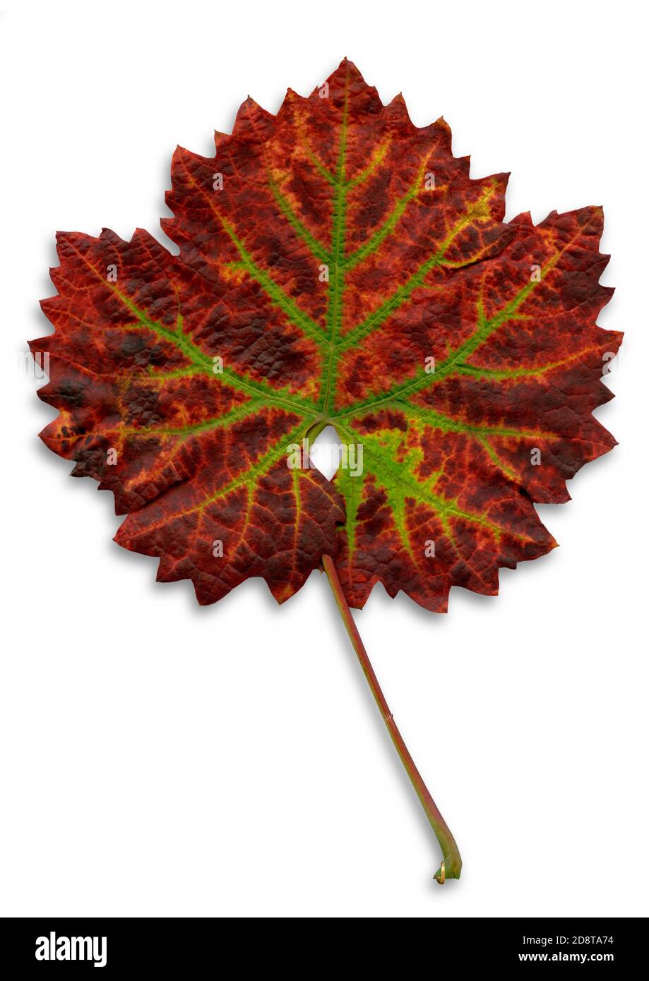 Feuille de vigne unique aux couleurs de l'automne sur fond blanc Banque D'Images