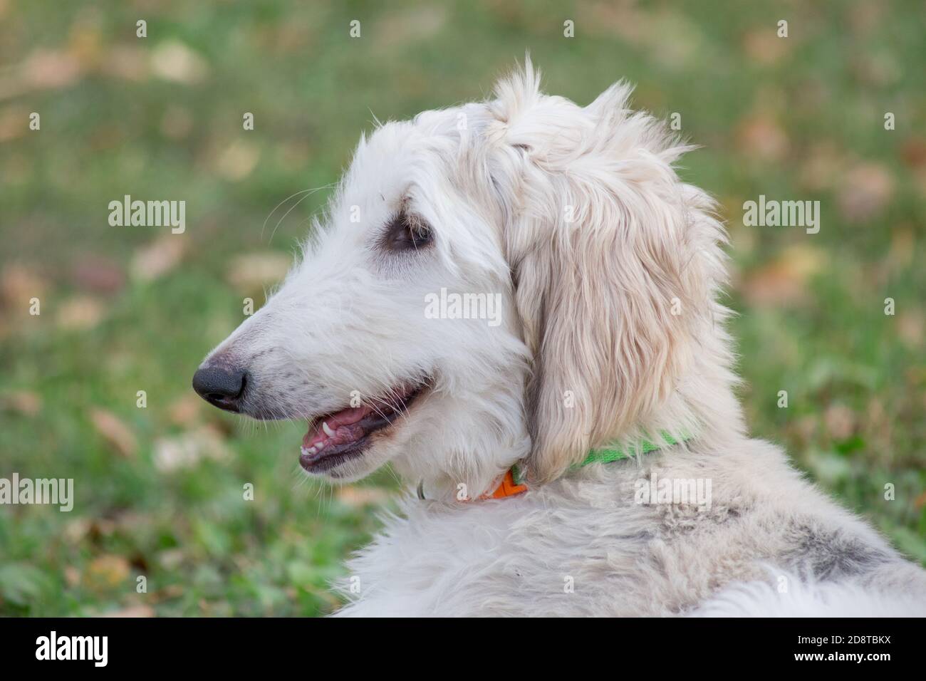 Portrait d'un adorable chien de compagnie afghan dans le parc d'automne. Gros plan. Trois mois. Animaux de compagnie. Chien de race. Banque D'Images