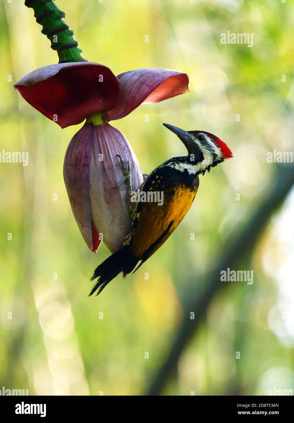 Un oiseau moins doré est suspendu sur une fleur de banane Banque D'Images Un oiseau moins doré est suspendu sur une fleur de banane Banque D'Images