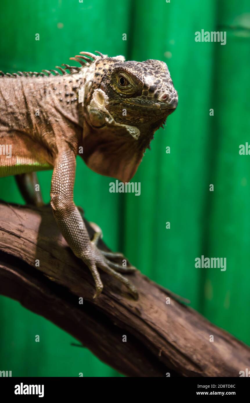 portrait de lizard iguana reptile tête gros plan Banque D'Images