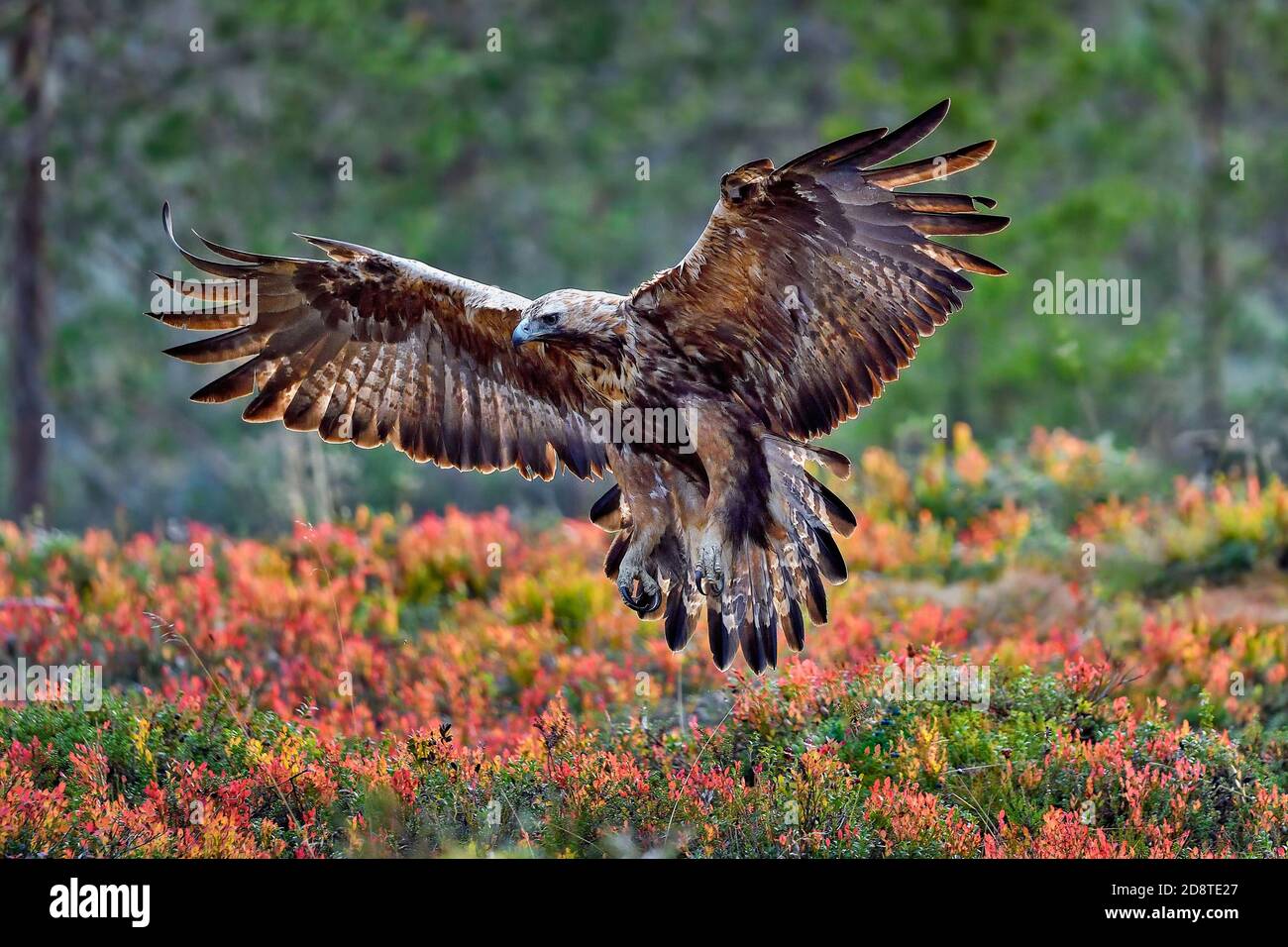 Golden Eagle avec freins pneumatiques entièrement déployés Banque D'Images