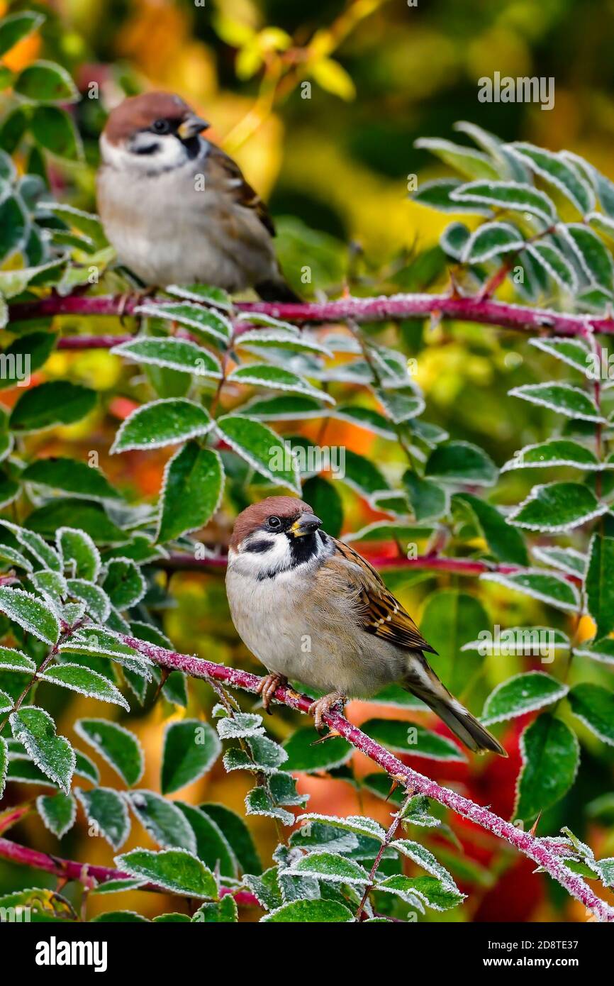 'Duo'. Observation des oiseaux dans la cour. Matin ensoleillé après la première nuit froide. Tout est « croustillant ». Banque D'Images