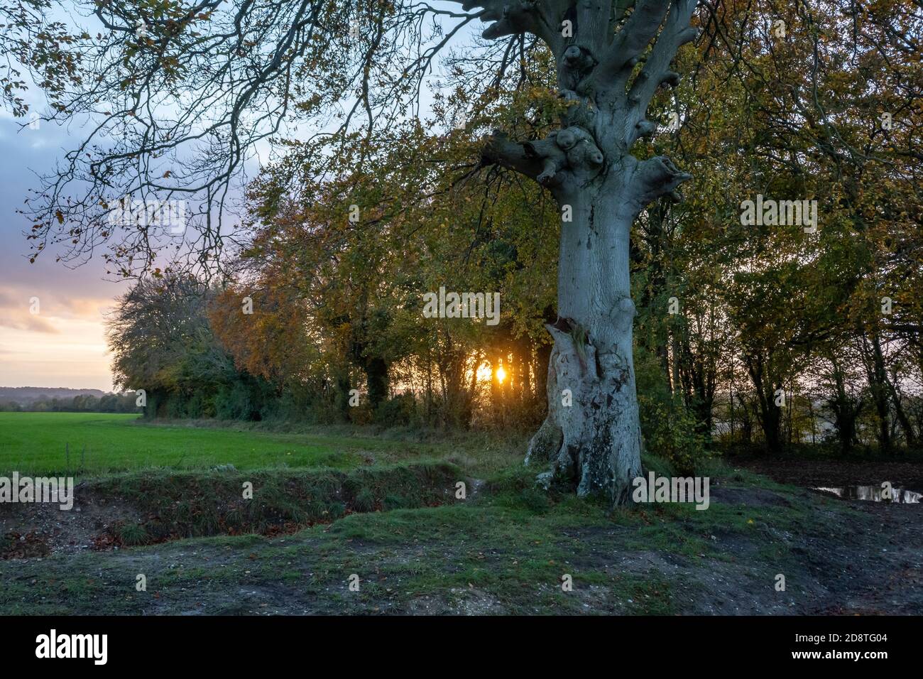 Paysage de campagne dans le Hampshire, Royaume-Uni, au coucher du soleil pendant l'automne Banque D'Images