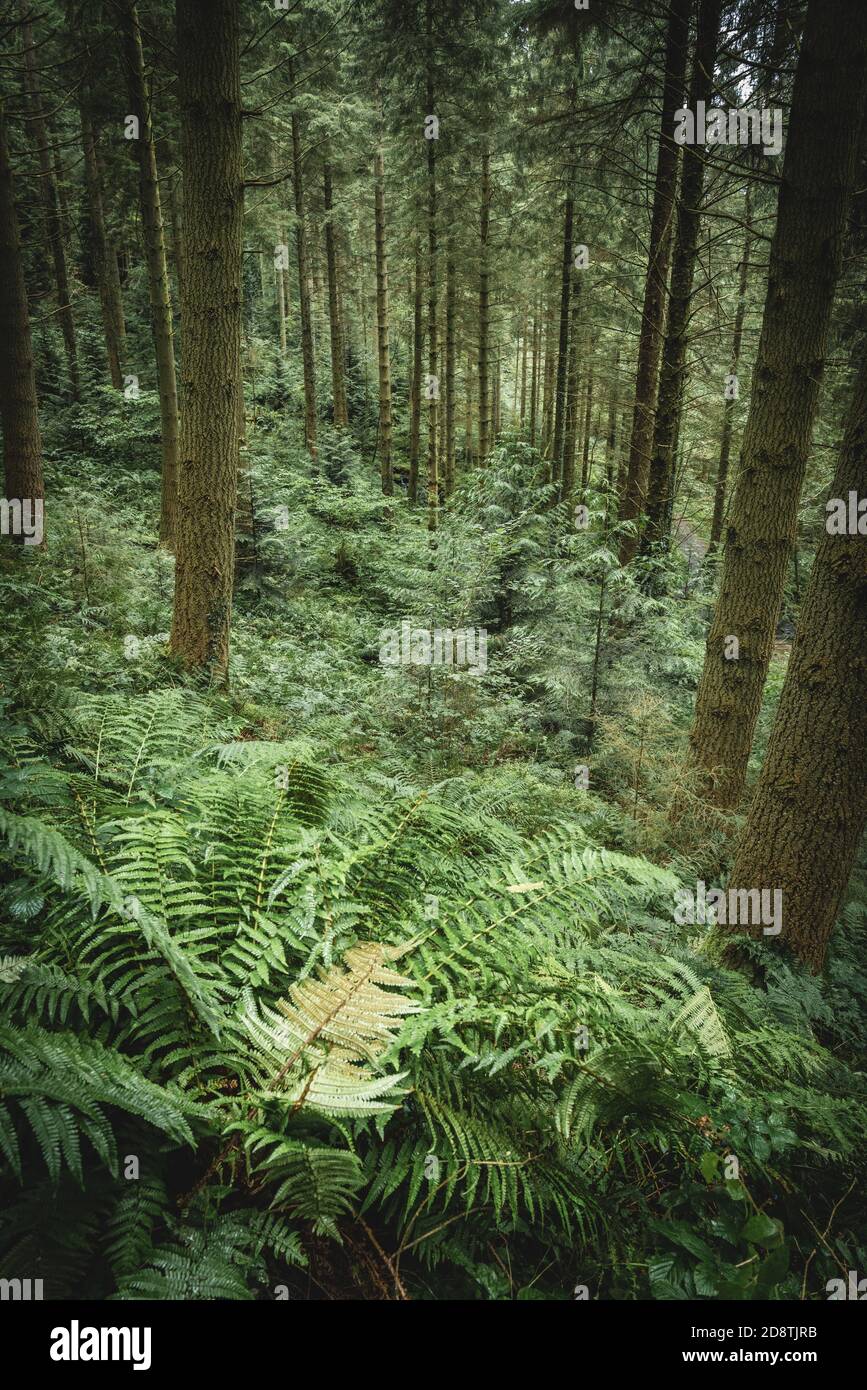 Vue sur la forêt avec fougères en premier plan. CAE'n y Coed, parc forestier de Gwydir, parc national de Snowdonia, pays de Galles Banque D'Images