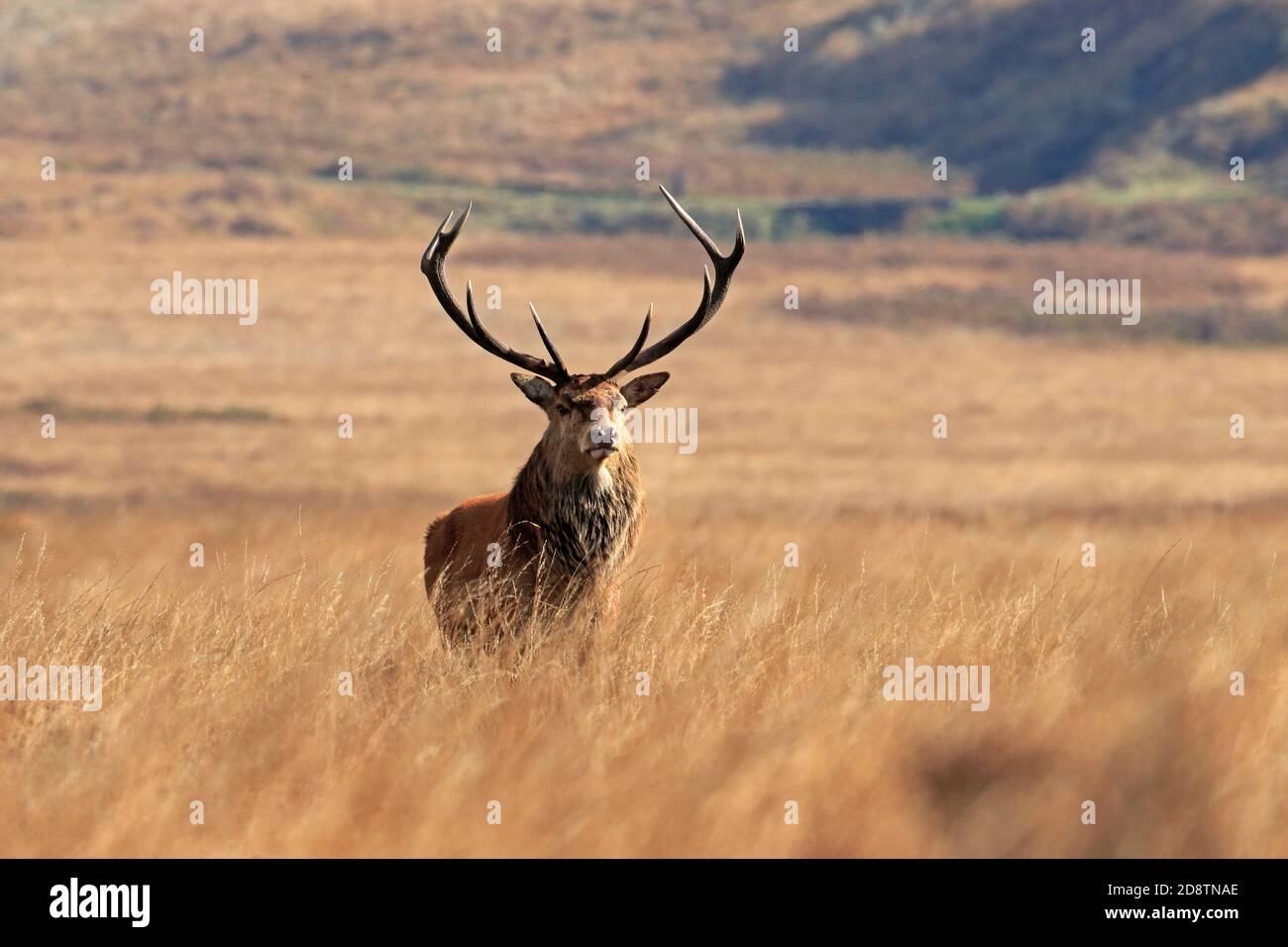 Cerf de Virginie, Cervus elaphuson pendant l'automne rut sur Big Moor, Derbyshire, Peak District National Park, Angleterre, Royaume-Uni. Banque D'Images