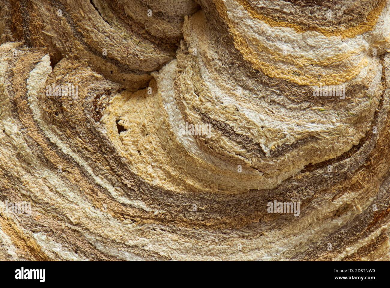 Nid de guêpe détail rapproché du nid de papier montrant le fibre de bois brisée qui a été mélangée à de la salive pour créer de la pâte à papier souple Banque D'Images