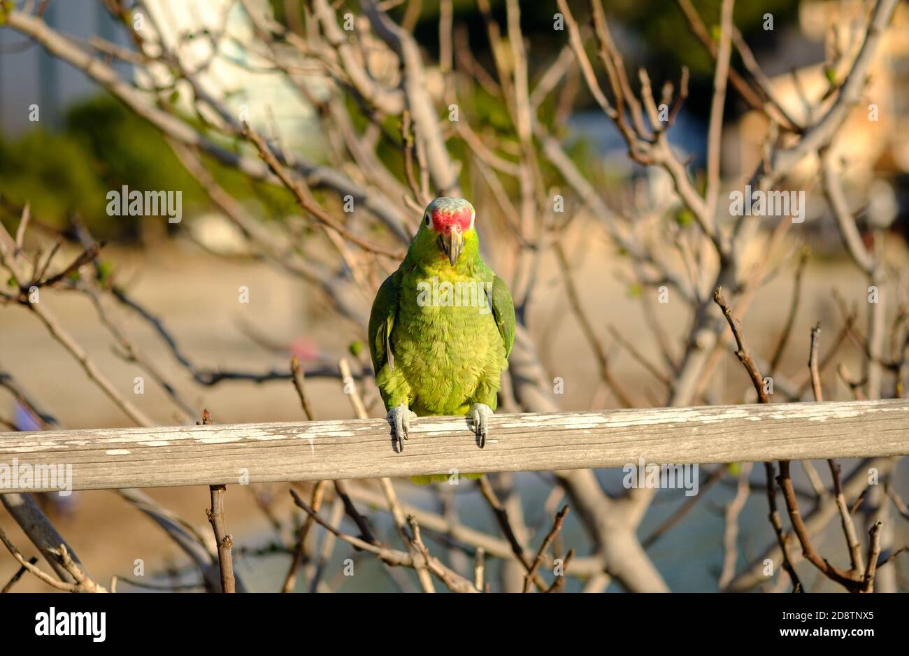 Parrot Amazona autumnalis oiseau coloré isolé, flou arrière-plan Banque D'Images
