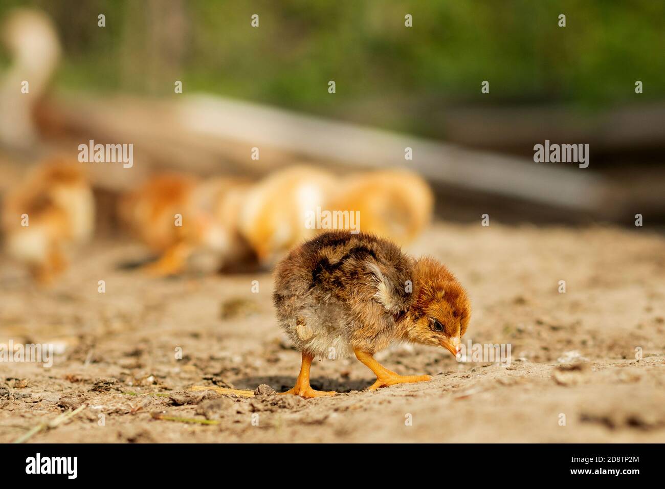 Portrait de Pâques petits poulets moelleux marchant dans la cour sur la cour de la ferme lors d'une Sunny jour de printemps Banque D'Images