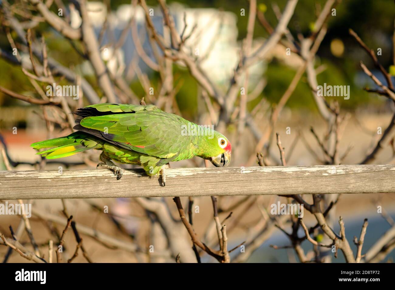 Parrot Amazona autumnalis oiseau coloré isolé, flou arrière-plan Banque D'Images