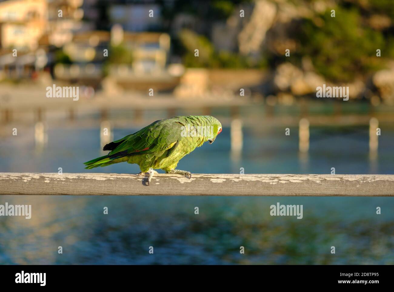 Parrot Amazona autumnalis oiseau coloré isolé, flou arrière-plan Banque D'Images