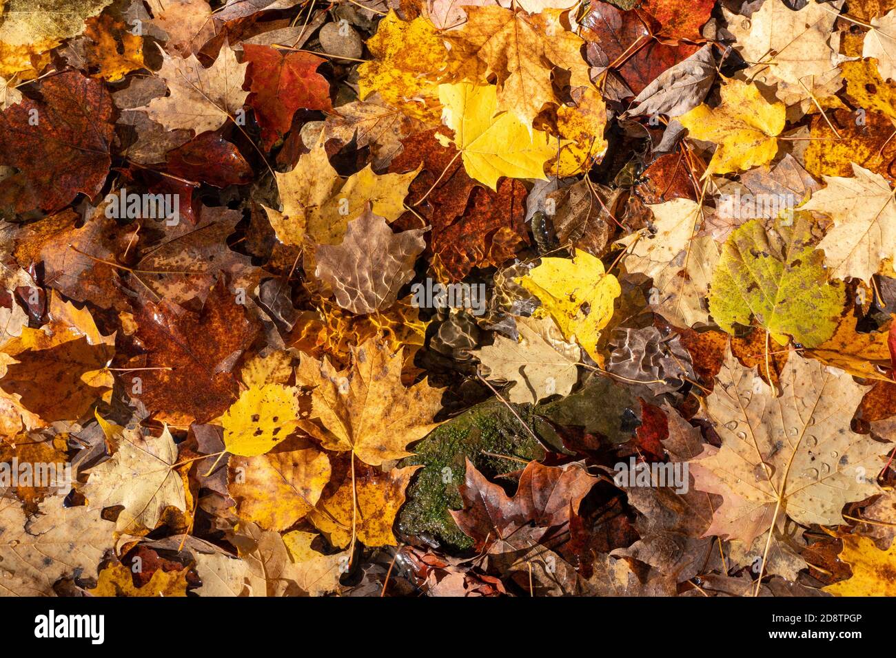 Les feuilles d'érable de couleur automnale couvraient un petit ruisseau de montagne et il a fait son chemin Banque D'Images