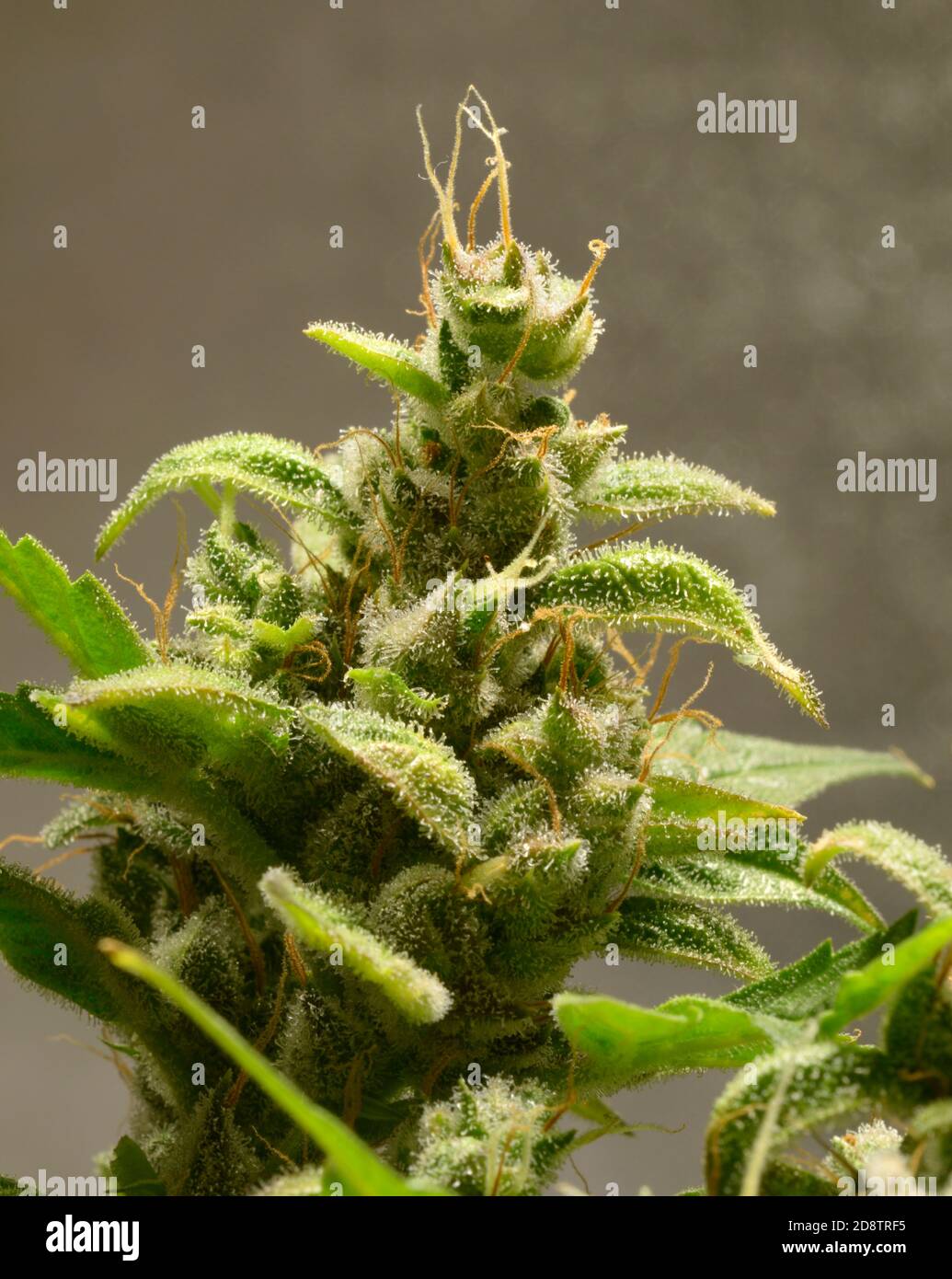 Boutons de cannabis Auto Kaboul fleurs, trichomes dans l'inflorescence de la plante visible Banque D'Images