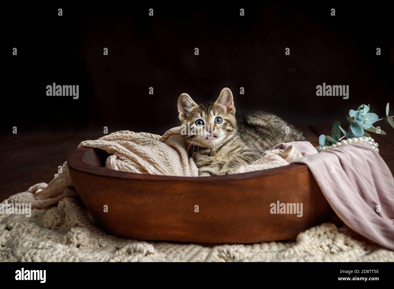 Joli petit chaton Toyger avec des rayures de tigre dans une obscurité studio en gros plan Banque D'Images