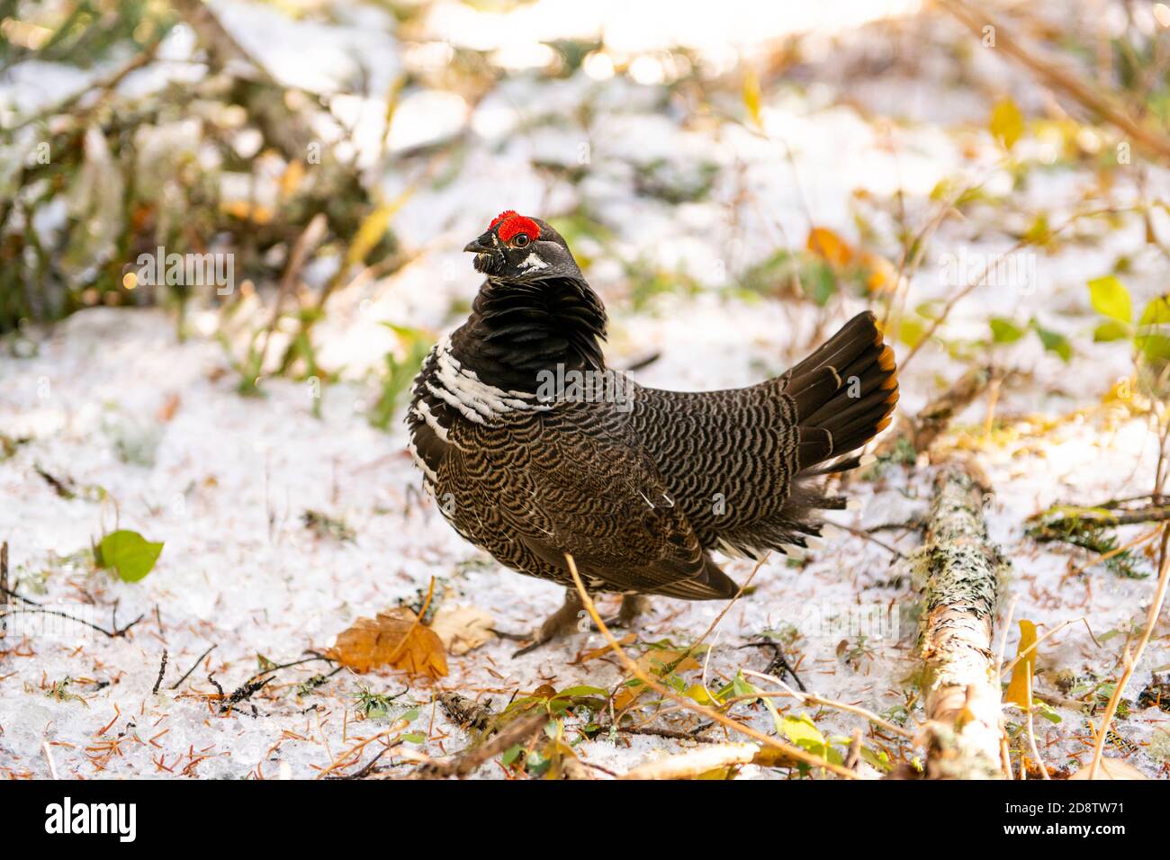 perdrix d'oiseaux sauvages dans la forêt d'hiver Banque D'Images perdrix d'oiseaux sauvages dans la forêt d'hiver Banque D'Images
