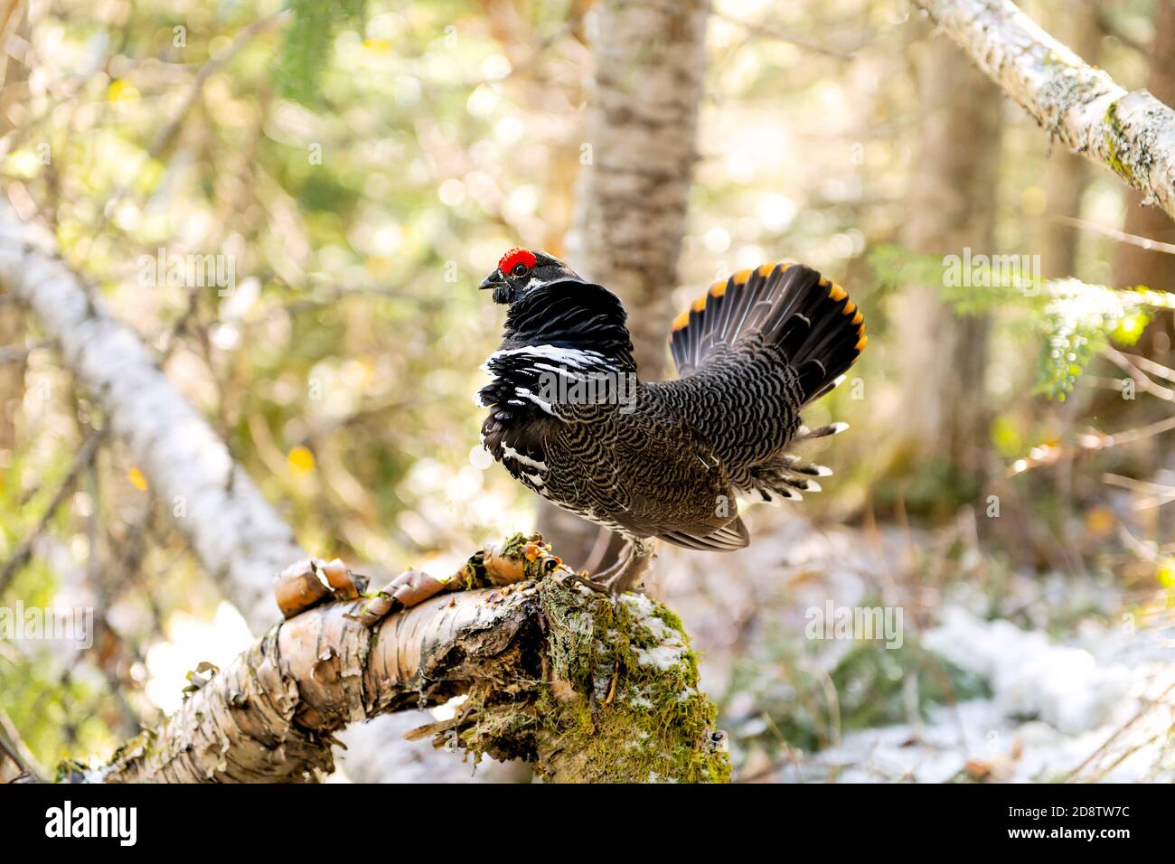 perdrix d'oiseaux sauvages dans la forêt d'hiver Banque D'Images perdrix d'oiseaux sauvages dans la forêt d'hiver Banque D'Images