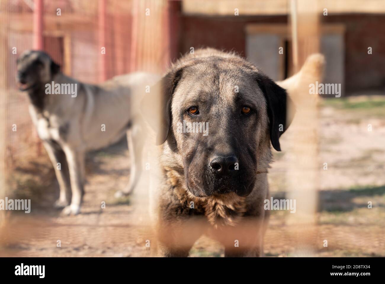 Le magnifique berger anatolien (sivas kangal kopek/kopegi) est derrière une cage dans une ferme de chiens im Kangal ville, Sivas Turquie. Banque D'Images