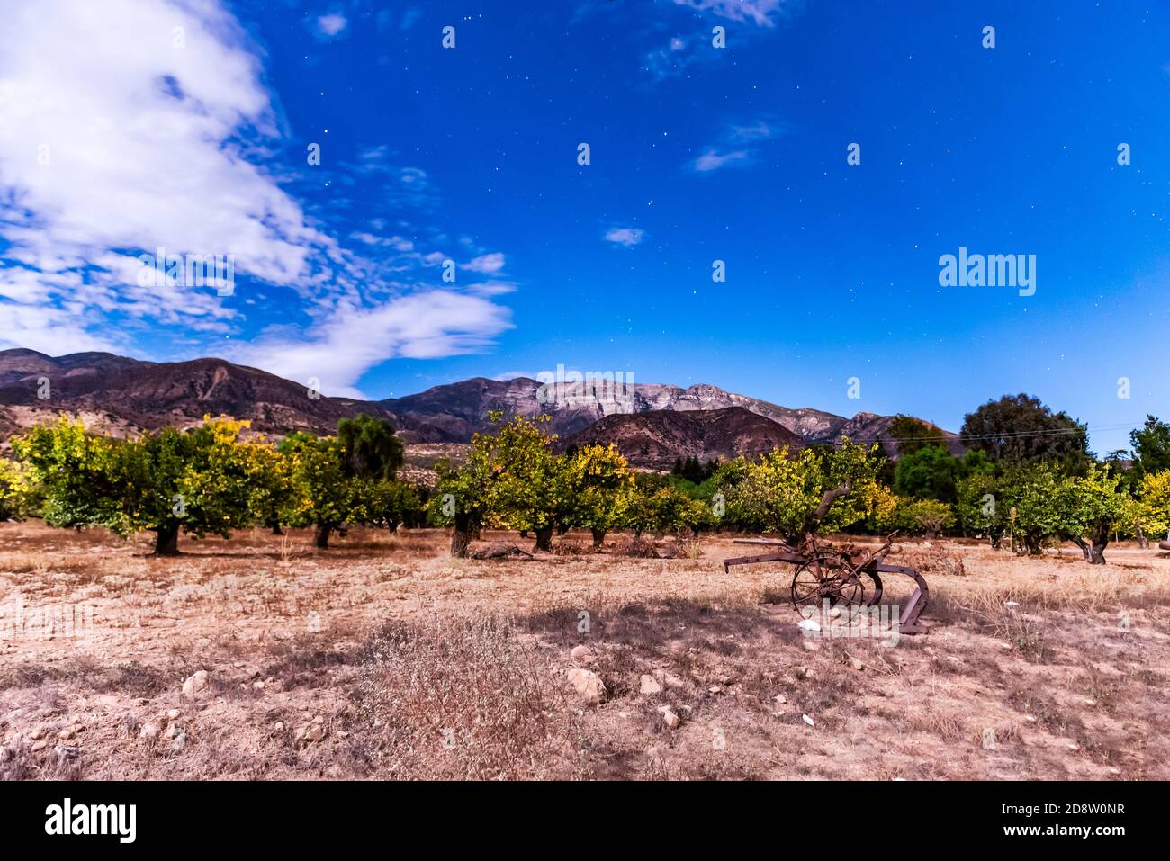 Le ciel de Predawnn éclairé par le clair de lune montre des nuages humides éparpillés dans le ciel de stary au-dessus du verger de ranch. Banque D'Images