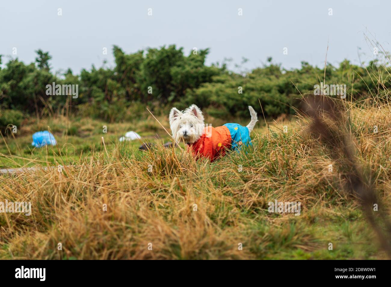 Chien West Highland White Terrier dans le parc. Chien en combinaison. Banque D'Images