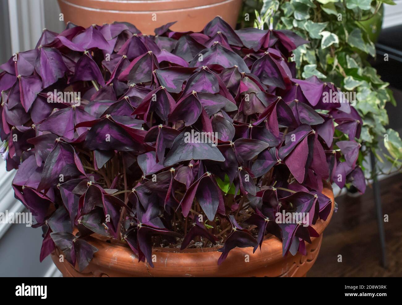 Les shamrocs photophiles violets, oxalis triangularis en pots de terre cuite fleurissent avec des fleurs de lavande, à la fois des plantes d'intérieur et d'extérieur de longue durée. Banque D'Images