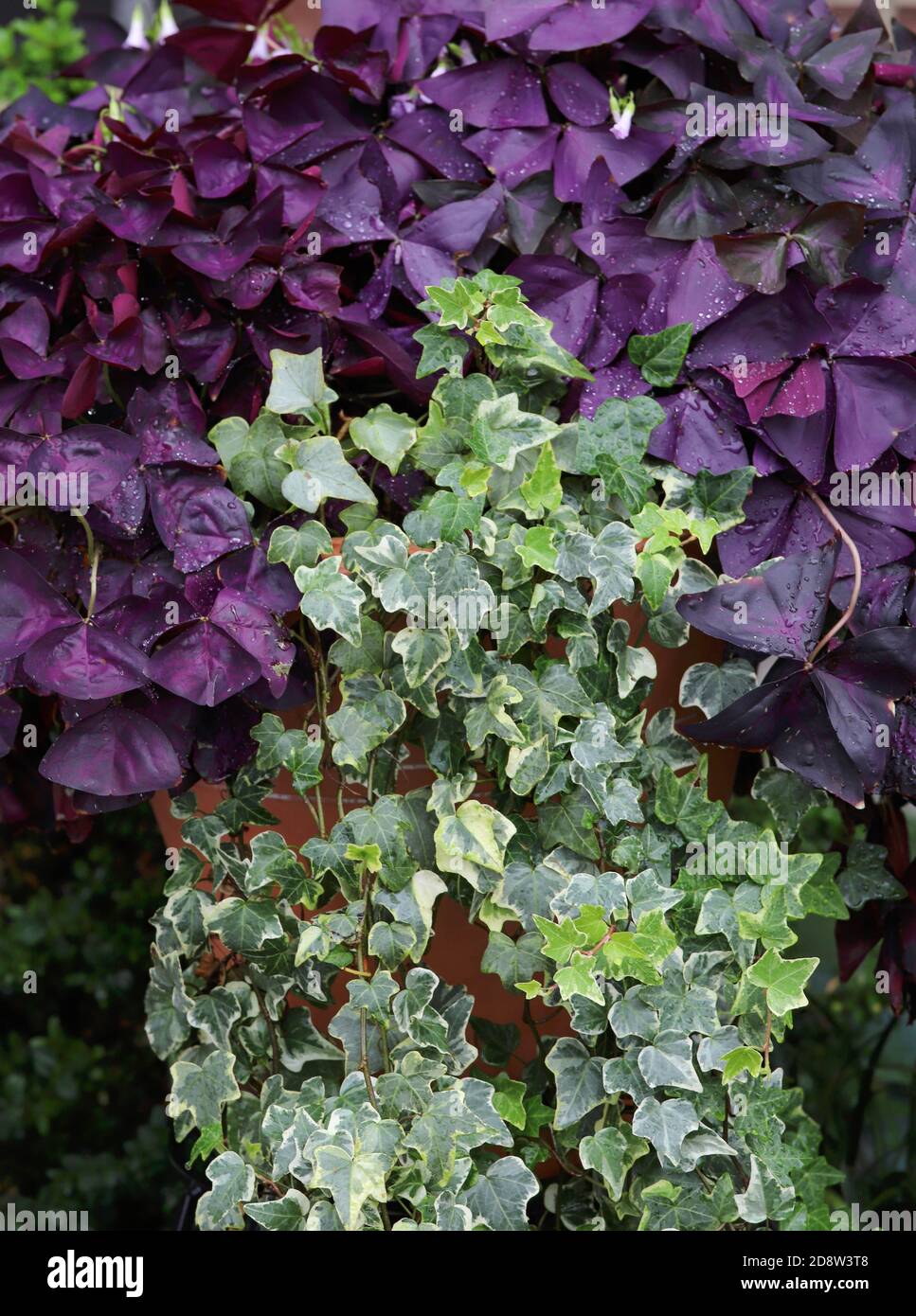 Les shamrocs photophiles violets, oxalis triangularis en pots de terre cuite fleurissent avec des fleurs de lavande, à la fois des plantes d'intérieur et d'extérieur de longue durée. Banque D'Images