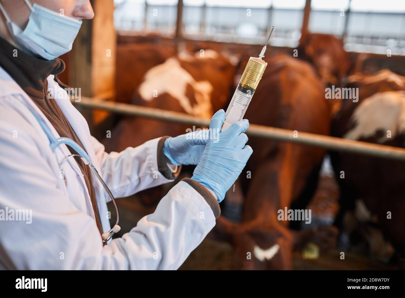 Gros plan d'un vétérinaire méconnaissable tenant une grosse seringue de  médecine witjh tout en vaccinant les vaches et le bétail à la ferme, copier  l'espace Photo Stock - Alamy