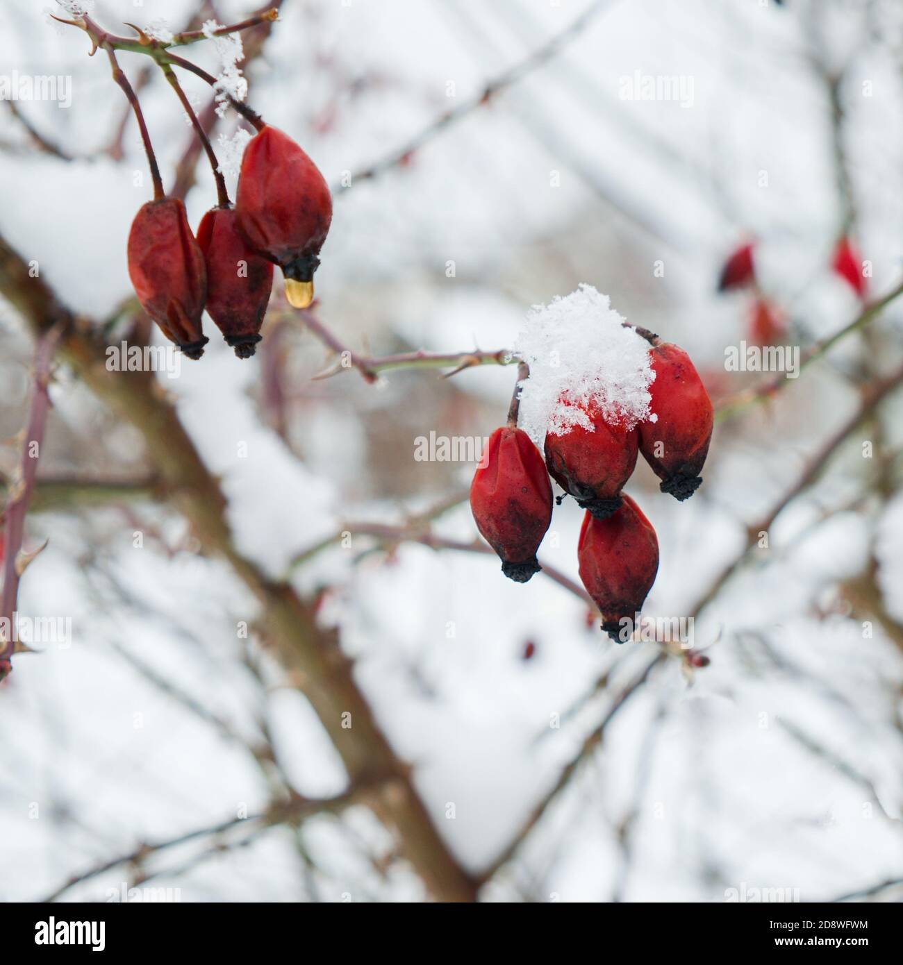 Baies rouges séchées dépolies de rosehip sur le Bush recouvertes de flocons de neige et houar après la chute de neige avec un arrière-plan flou Banque D'Images