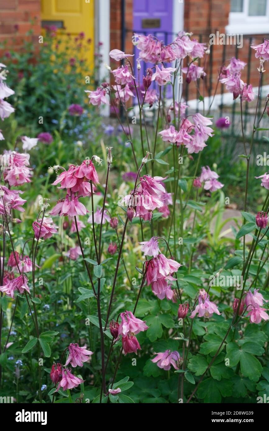 Aquilegias dans un jardin de cottage. Banque D'Images