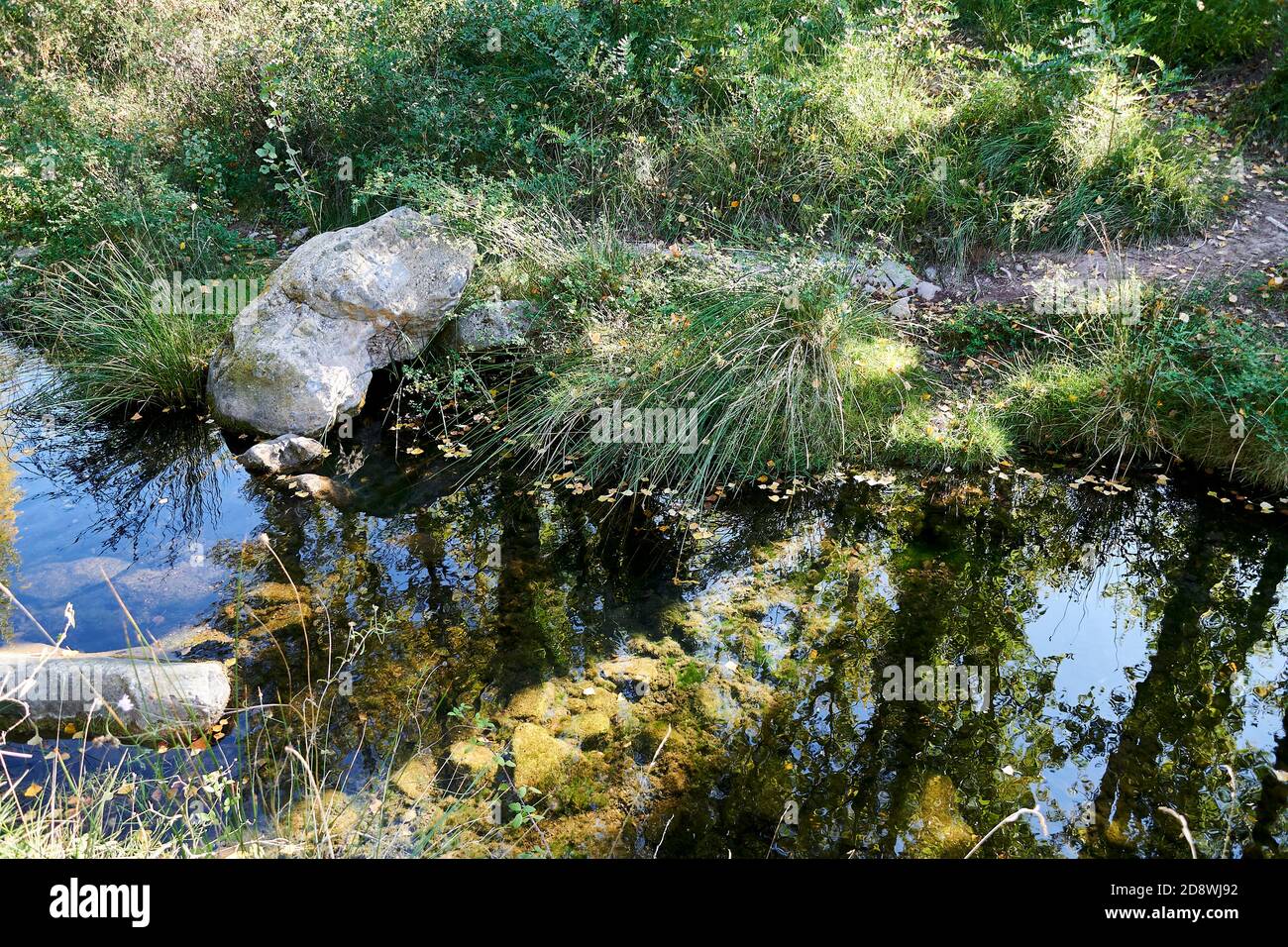 Réflexions de végétation dans la rivière de montagne, jour lumineux, vert, lumière, tranquillité Banque D'Images