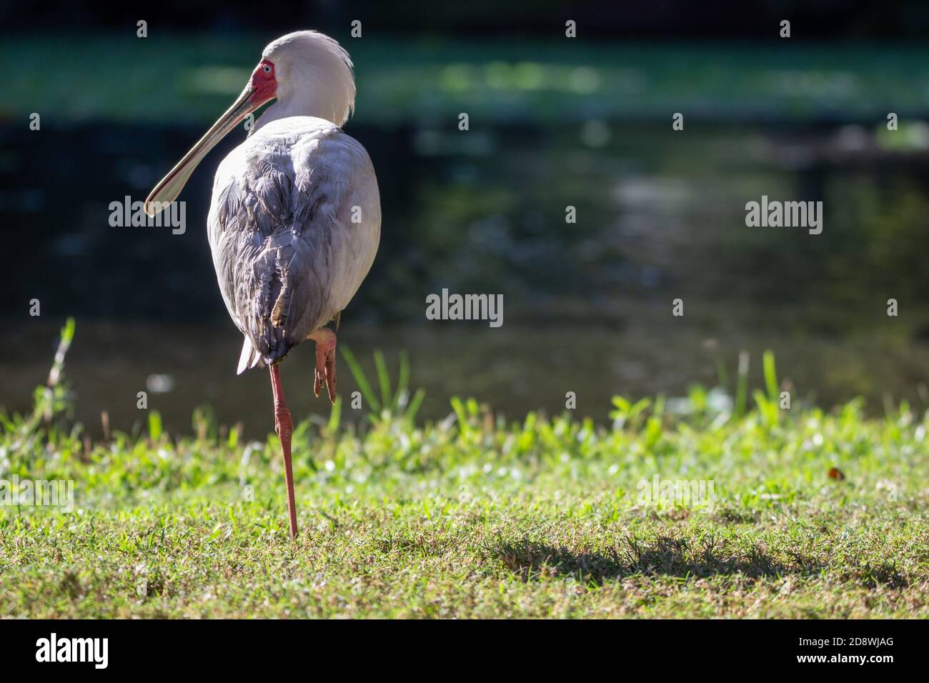 Vue latérale d'un oiseau sur une cuillère africaine jambe sur l'herbe près de l'eau Banque D'Images