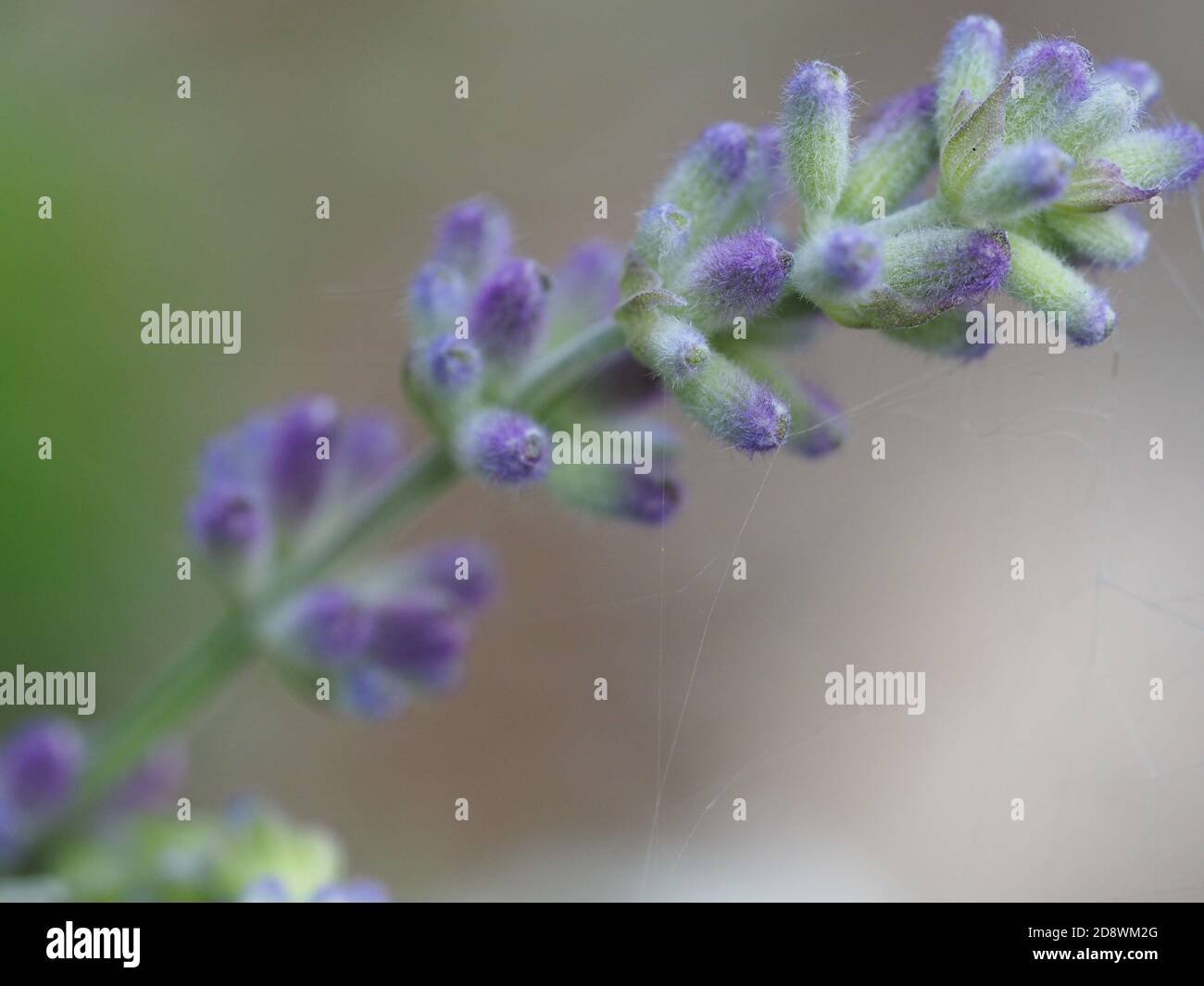Photo macro de fleur de lavande Banque D'Images
