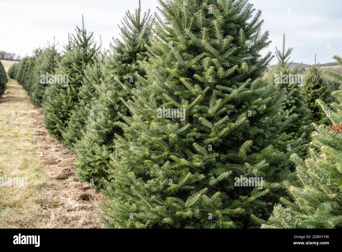 Arbres de Noël en rangées à la ferme locale des arbres de Noël, comté de Berks, Pennsylvanie Banque D'Images