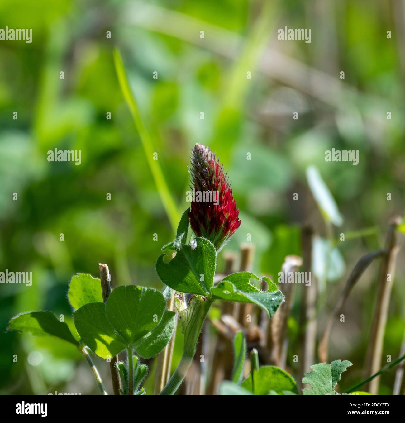 Trèfle cramoisi (Trifolium incarnatum) sous-planté en culture biologique. Banque D'Images