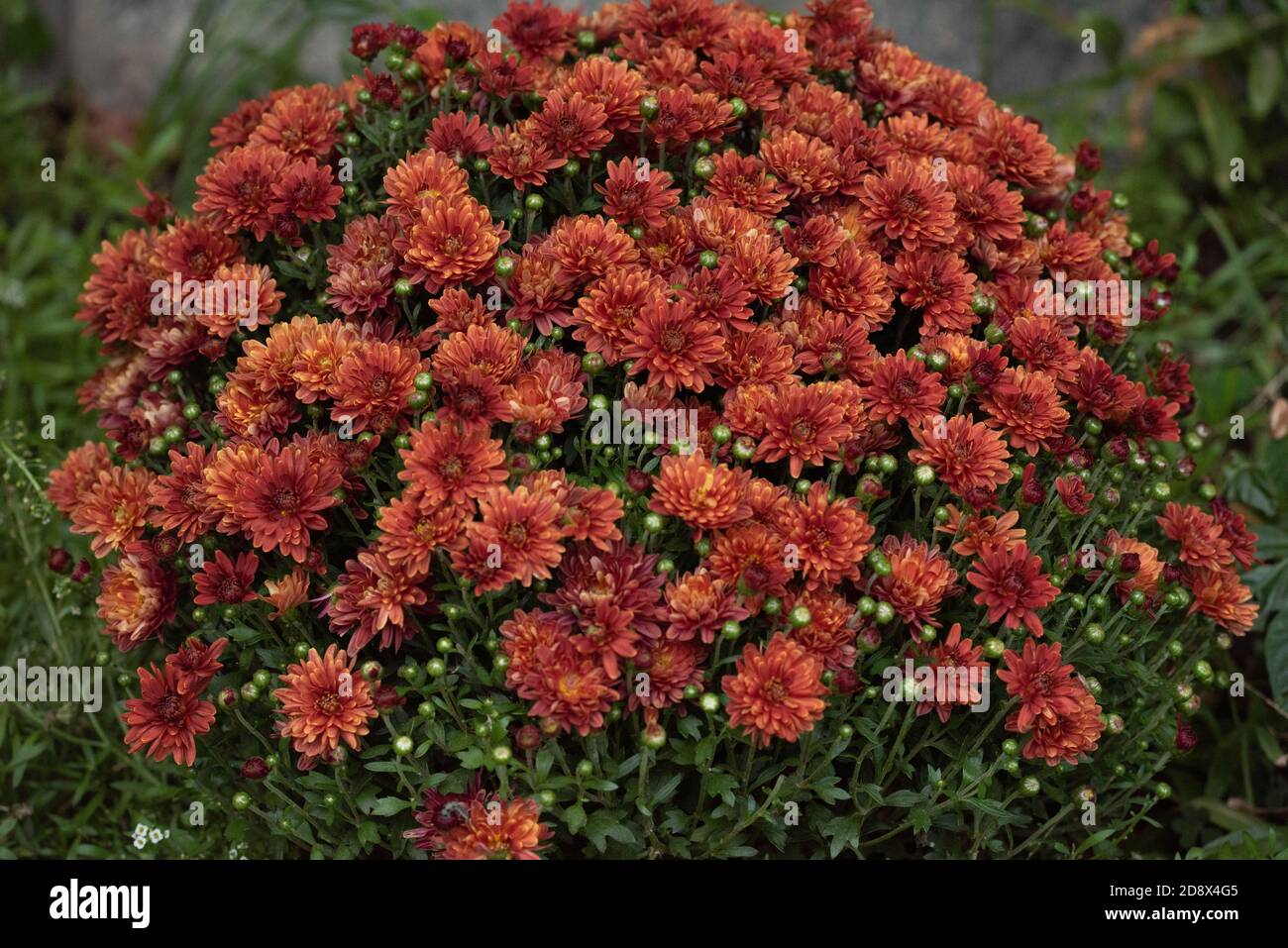 Fond de chrysanthème automnal coloré. Chrysanthèmes orange. Chrysanthème coréen orange rouge. Gros plan sur les chrysanthèmes de Hardy. Chrysanthème corée Banque D'Images