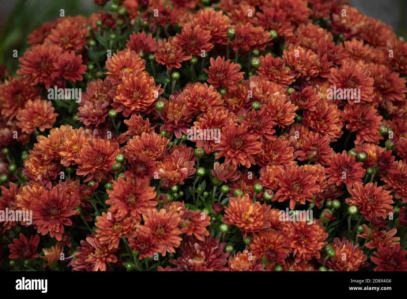 Fond de chrysanthème automnal coloré. Chrysanthèmes orange. Chrysanthème coréen orange rouge. Gros plan sur les chrysanthèmes de Hardy. Chrysanthème corée Banque D'Images